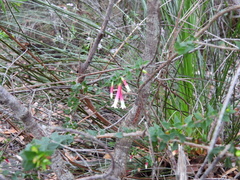 Epacris longiflora