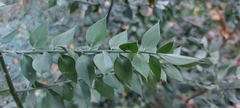 Ruscus aculeatus