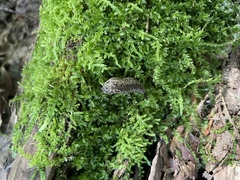 Philomycus carolinianus