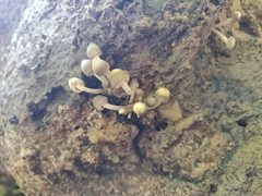 Basidiomycota