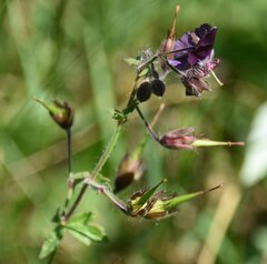 Geranium phaeum