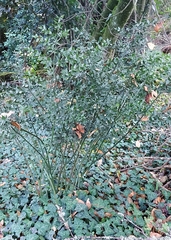 Ruscus aculeatus