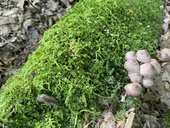 Philomycus carolinianus