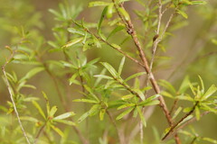 Kunzea leptospermoides