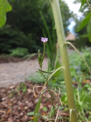 Epilobium tetragonum