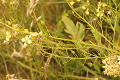 Raphanus raphanistrum landra