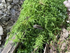 Philomycus carolinianus