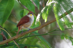 Certhiaxis cinnamomeus