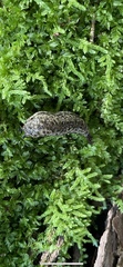 Philomycus carolinianus