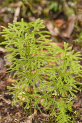 Lycopodium deuterodensum