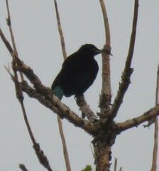 Ptiloris paradiseus
