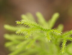 Lycopodium deuterodensum
