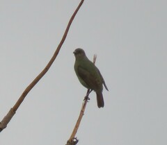 Ptilonorhynchus violaceus