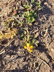 Tribulus terrestris