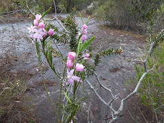 Eriostemon australasius