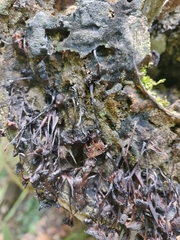 Favolaschia manipularis