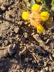 Tribulus terrestris