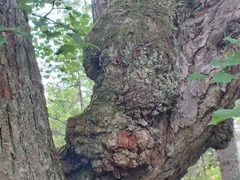 Agrobacterium radiobacter