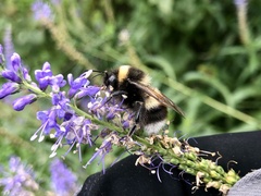 Bombus sporadicus