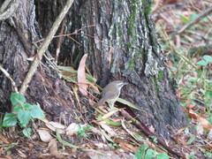 Sericornis frontalis