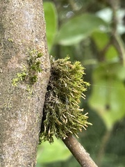 Orthotrichum pulchellum