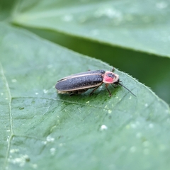Photinus