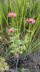 Zinnia elegans