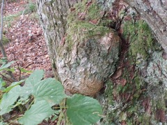 Agrobacterium radiobacter