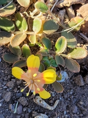 Tribulus terrestris