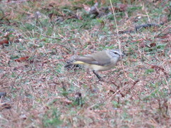 Acanthiza chrysorrhoa