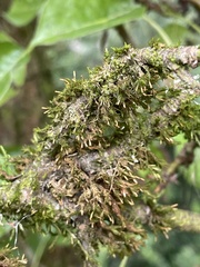 Orthotrichum pulchellum