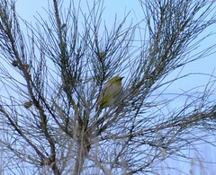 Ptilotula penicillata