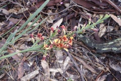 Bossiaea scolopendria