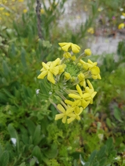 Lyperia lychnidea