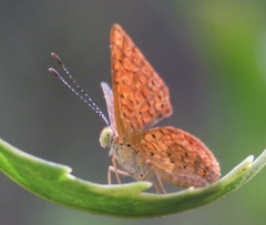 Calephelis arizonensis