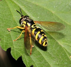 Chrysotoxum