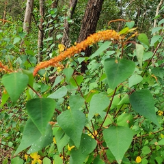 Homalanthus stillingiifolius