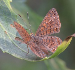 Calephelis arizonensis