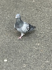 Columba livia domestica
