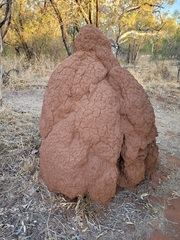 Nasutitermes triodiae