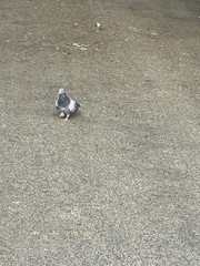 Columba livia domestica