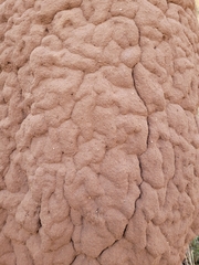 Nasutitermes triodiae