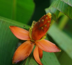 Musa beccarii