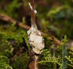 Cordyceps cranstounii