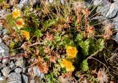 Geum reptans