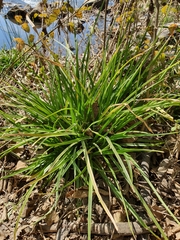 Cyperus eragrostis