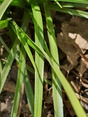 Cyperus eragrostis