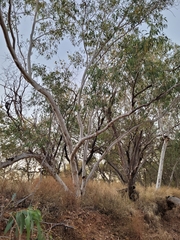 Eucalyptus camaldulensis