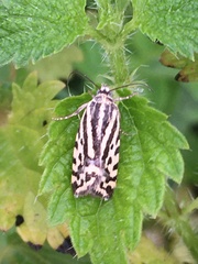 Acontia trabealis