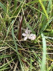 Lysimachia tenella